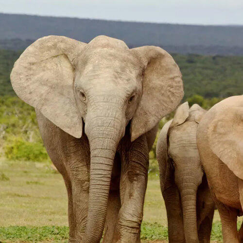 Africa-1