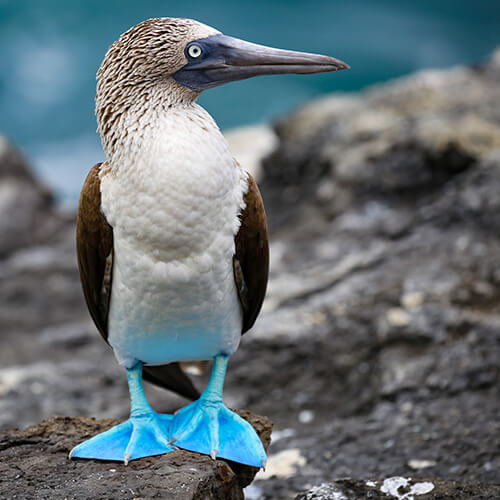 Peru-1